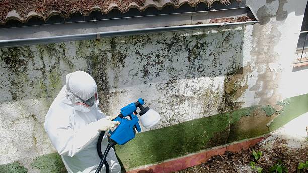 Top rated local Basement Mold Removal specialists in Plano, TX